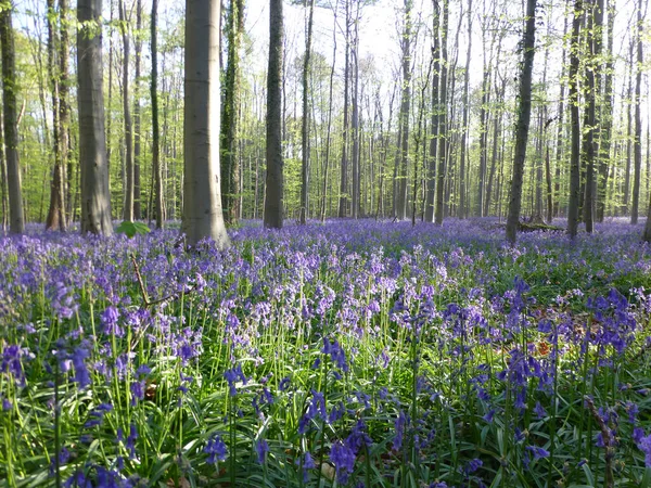 Alfombra Azul Púrpura Estacional Campanas Azules Florecientes Jacintos Salvajes Bosque — Foto de Stock