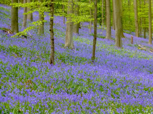 Alfombra Azul Púrpura Estacional Campanas Azules Florecientes Jacintos Salvajes Bosque —  Fotos de Stock