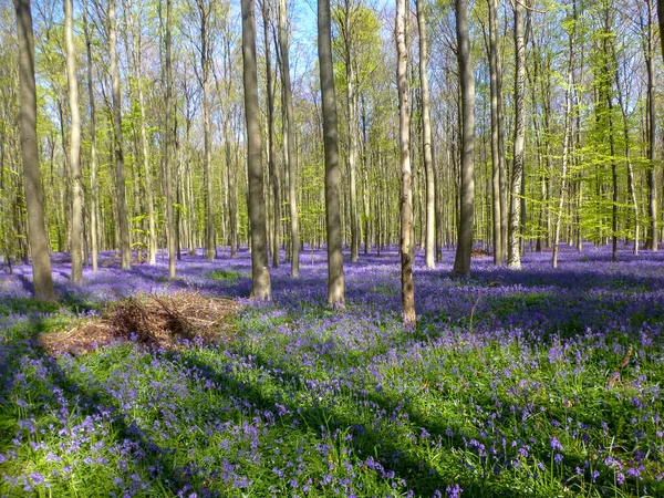 Alfombra Azul Púrpura Estacional Campanas Azules Florecientes Jacintos Salvajes Bosque — Foto de Stock