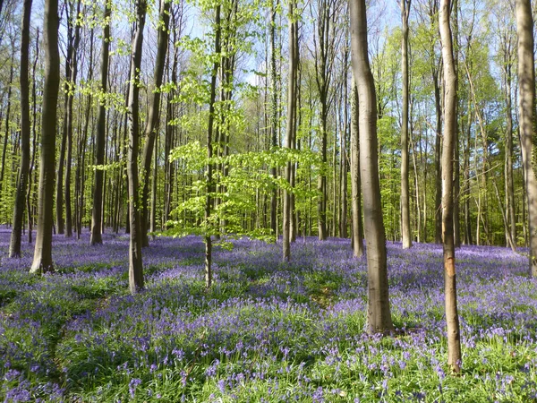 Alfombra Azul Púrpura Estacional Campanas Azules Florecientes Jacintos Salvajes Bosque — Foto de Stock