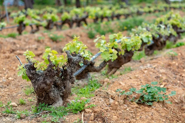 Old Trunks Young Green Shoots Wine Grape Plants Rows Vineyard — Stock Photo, Image