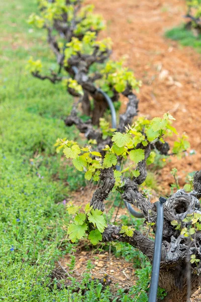 Velhos Troncos Rebentos Verdes Jovens Plantas Uva Vinho Fileiras Vinha — Fotografia de Stock