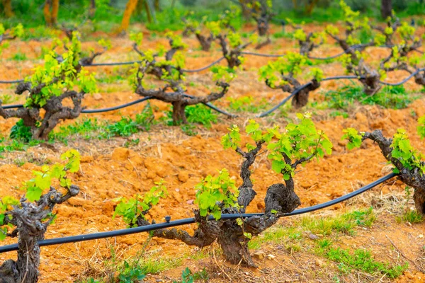 Vieux Troncs Jeunes Pousses Vertes Vignes Rangs Dans Vignoble Printemps — Photo