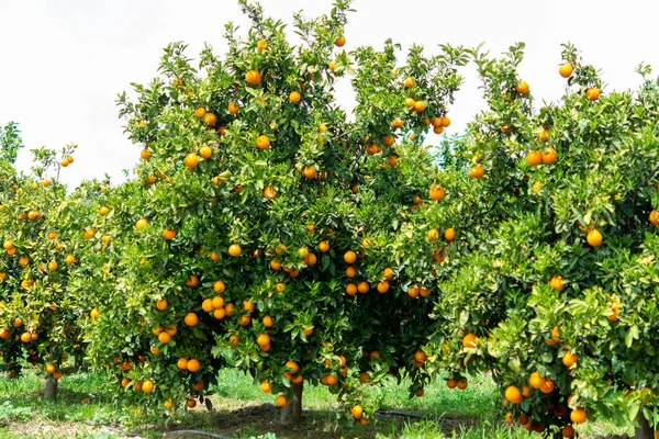 Orange Citrus Fruit Plantations Rows Orange Trees Peloponnese Greece New — Stock Photo, Image