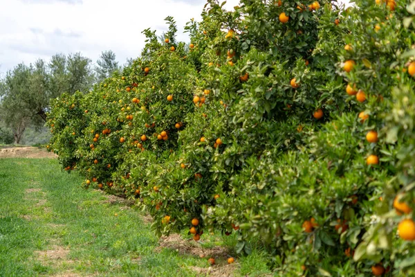 Orange Citrus Fruit Plantations Rows Orange Trees Peloponnese Greece New — Stock Photo, Image