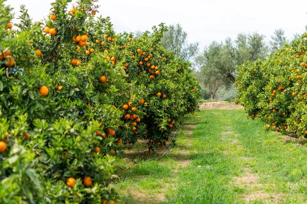 Orange Citrus Fruit Plantations Rows Orange Trees Peloponnese Greece New — Stock Photo, Image