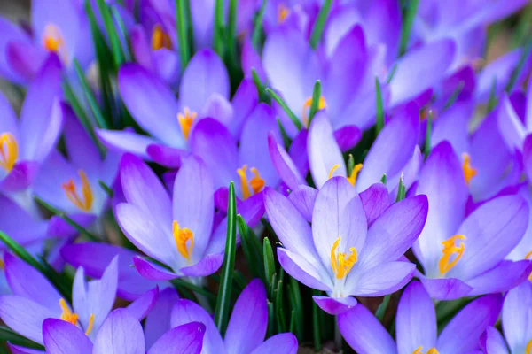 Первые Весенние Цветы Сезонный Цветок Фиолетового Крокуса Весенний Цветочный Фон — стоковое фото