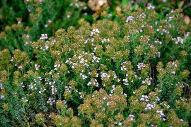 Provencal dağlarında yabani aromalı mutfak otları kekik, Provence otlarının içeriği, doğa geçmişi.