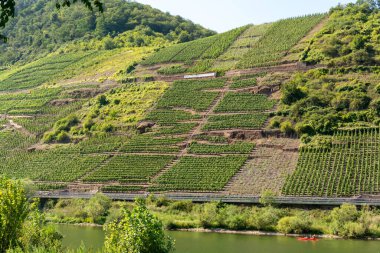Mosel Nehri Vadisi, Almanya 'da ünlü yeşil teraslı üzüm bağları, kaliteli beyaz ve kırmızı şarap üretimi, dalgalanan