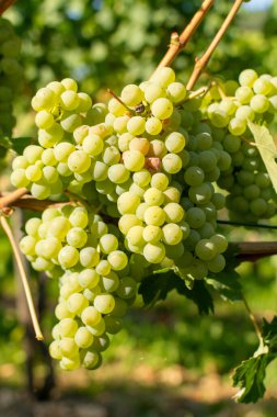 Yazın üzüm bağları, üzüm bağları, üzüm bağları, üzüm bağları büyür.