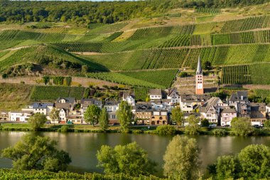 Landscape with famous green terraced vineyards in Mosel river valley, Germany, production of quality white and red wine, riesling clipart