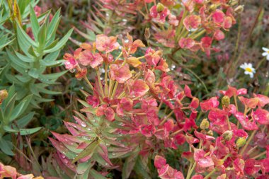 Etna Dağı yanardağından Flora, mevsimlik çiçek Euphorbia rigida, sincap spurge, dik mersin çiçekleri