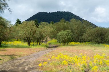 İtalya 'nın Sicilya adasının doğu kıyısında Aktif Stratovolcano Dağı' ndan Flora
