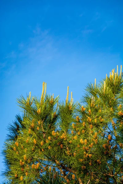 Πράσινο Πεύκο Νέους Κώνους Και Μπλε Ουρανό Αντίγραφο Χώρο Κοντά — Φωτογραφία Αρχείου