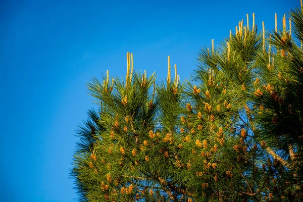 Pinheiro Verde Com Cones Jovens Espaço Cópia Céu Azul Perto — Fotografia de Stock