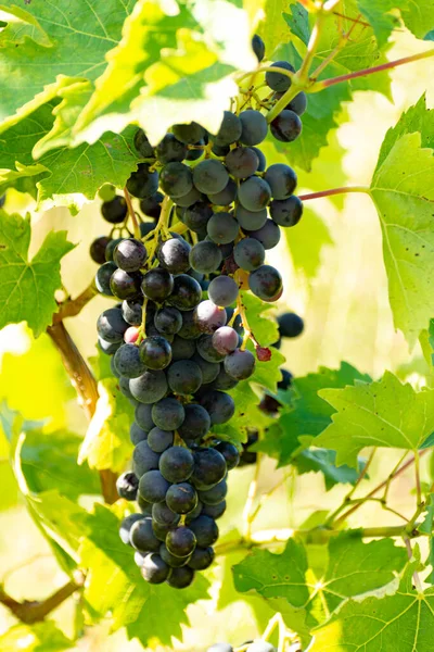 Winnica Winogronami Czerwonymi Winoroślami Czarnymi Lub Fioletowymi Latem — Zdjęcie stockowe