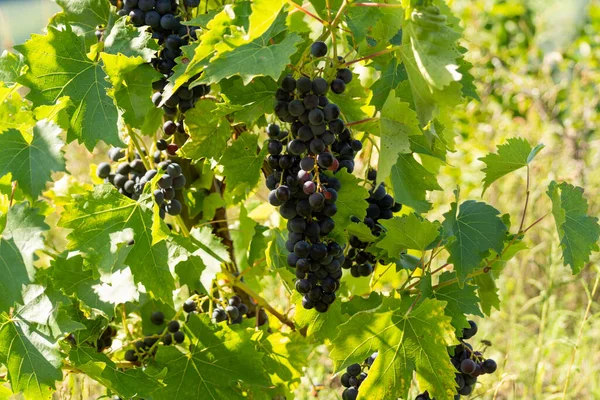 Viñedo Con Uvas Tintas Crecimiento Uvas Negras Moradas Verano —  Fotos de Stock