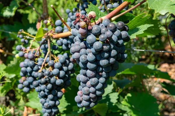 Vignoble Avec Vignes Vin Rouge Vignes Noires Violettes Été — Photo