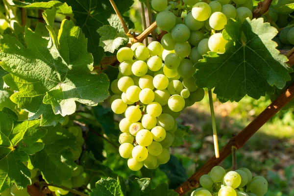 Viñedo Con Uvas Vinificación Blanca Riesling Chardonnay Verano —  Fotos de Stock