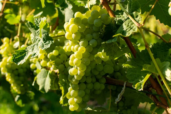 Viñedo Con Uvas Vinificación Blanca Riesling Chardonnay Verano — Foto de Stock