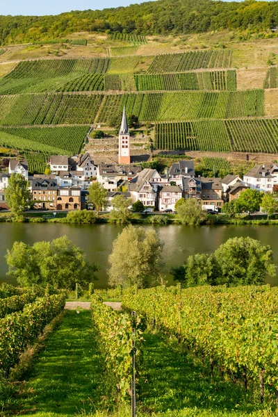 Krajobraz Słynnymi Zielonymi Winnicami Dolinie Rzeki Mosel Niemcy Produkcja Wysokiej — Zdjęcie stockowe
