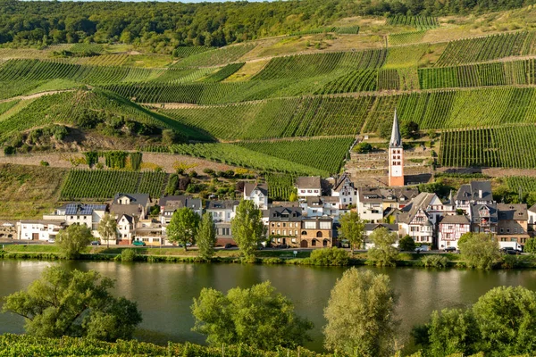 Tájkép Híres Zöld Teraszos Szőlőültetvények Mosel Folyó Völgyében Németország Termelés — Stock Fotó