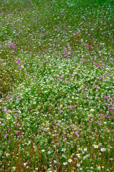 Květinové Pozadí Letní Divoké Květiny Louce Nebo Parku Kopírovat Prostor — Stock fotografie