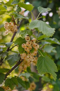 Ribes niveum beyaz frenk üzümü ya da bahçede olgunlaşan bektaşi üzümü.