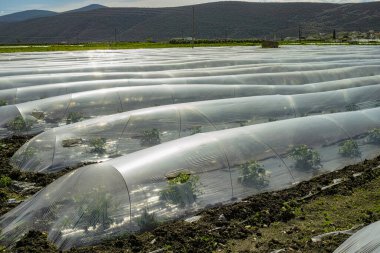 Yunanistan 'da tarım, bahar mevsiminde büyüyen kavun bitkileri ve kahverengi toprakla kaplı plastik filmlerle dolu sıra sıra küçük seralar
