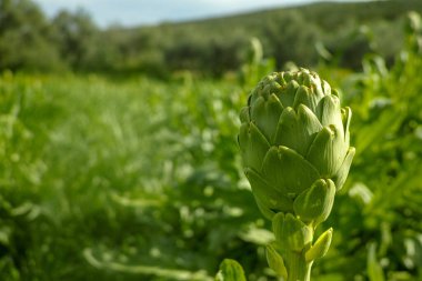 Farm field with green artichoke plants with one ripe flower head close up ready to new harvest in Greece clipart