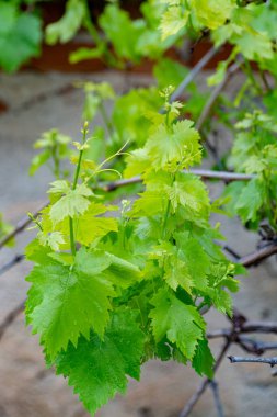 Bahar mevsiminde üzüm bağlarında genç şarap filizleri kapanıyor.
