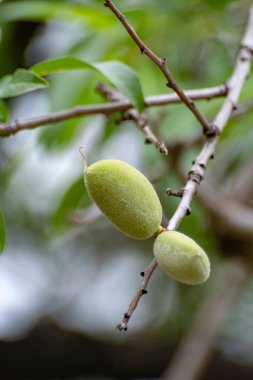 Badem ağacında olgunlaşan taze yeşil badem fıstıkları