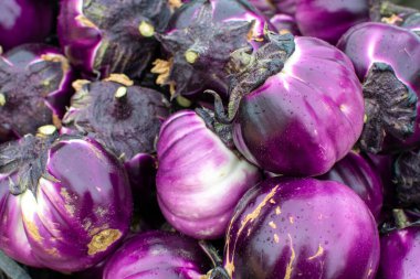 New harvest of tasty Sicilian round Viola eggplants vegetables on market close up clipart