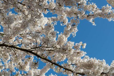 Japon beyaz sakura ağacının bahar çiçekleri, mavi gökyüzü ile çiçekli arka plan