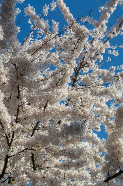 Japon beyaz sakura ağacının bahar çiçekleri, mavi gökyüzü ile çiçekli arka plan
