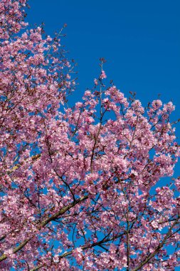 Japon pembe gül sakura ağacının bahar çiçeği, mavi gökyüzü fotokopi alanı ile çiçek arkaplanı