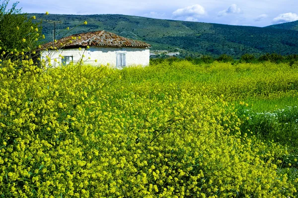 Frühling Auf Dem Peloponnes Griechenland Blüte Wilder Gelber Blumen Und — Stockfoto