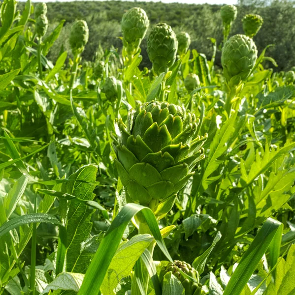 Farm Field Green Artichoke Plants Ripe Flower Heads Ready New — Stock Photo, Image
