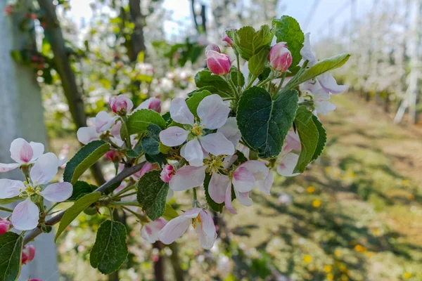 Весенний Розовый Цветок Яблони Саду Фруктовый Регион Haspengouw Бельгии Цветущие — стоковое фото