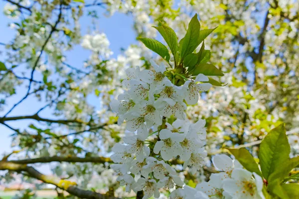 Spring Blossom Cherry Trees Orchard Fruit Region Haspengouw Belgium Nature — Stock Photo, Image