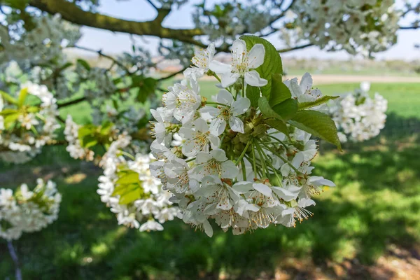 Vårblommor Körsbärsträd Fruktträdgård Fruktregion Haspengouw Belgien Naturlandskap — Stockfoto