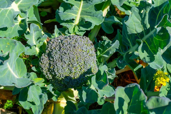 Farm Fält Med Rader Unga Färska Gröna Broccoli Kål Växter — Stockfoto
