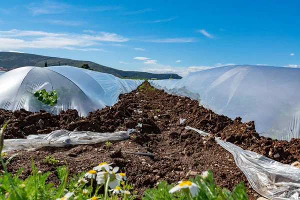 Landwirtschaft Griechenland Reihen Kleiner Gewächshäuser Mit Plastikfolie Bedeckt Denen Frühling — Stockfoto