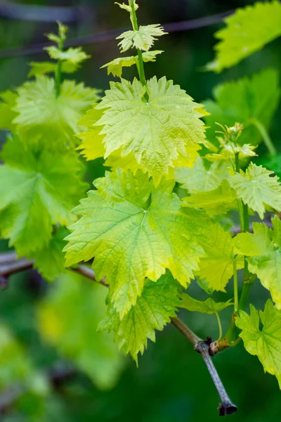 Giovani Germogli Piante Uva Vino Vigna Primavera Vicino — Foto Stock