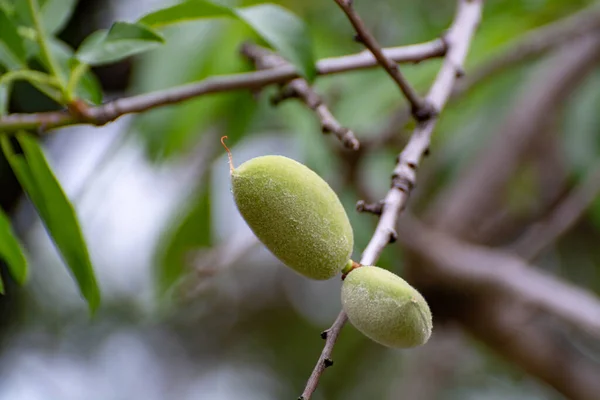 Almendras Verdes Jóvenes Rasgando Almendro Cerca — Foto de Stock