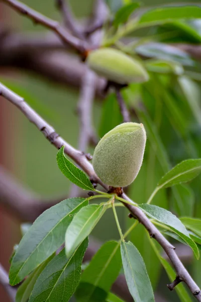 Almendras Verdes Colgando Árbol Cerca — Foto de Stock