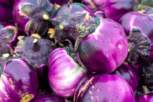 Nueva Cosecha Sabrosas Verduras Sicilianas Redondas Berenjenas Viola Mercado Cerca — Foto de Stock