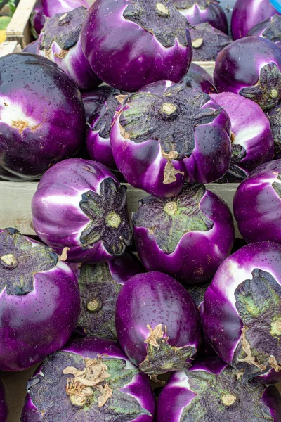 Nova Colheita Saboroso Siciliano Redondo Viola Berinjelas Legumes Mercado Perto — Fotografia de Stock