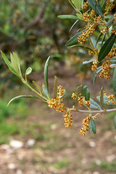 Saisonale Blüte Der Olivenbäume Auf Plantagen Italien Aus Nächster Nähe — Stockfoto