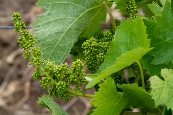 Young Green Unripe Grapes Vines Vineyard Close — Stock Photo, Image